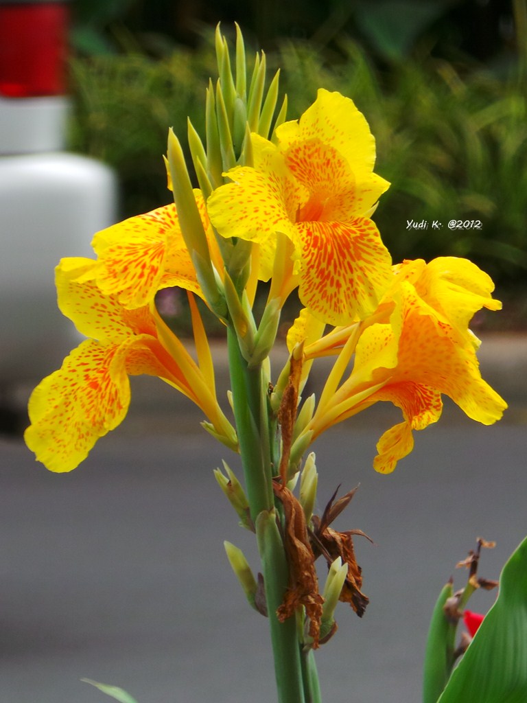 My Art of Living Yellow Flower with Orange Dots