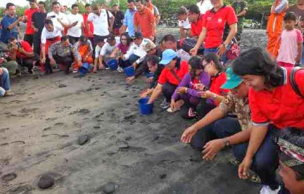 84 Penyu Langka Dilepas di Pantai Yeh Gangga