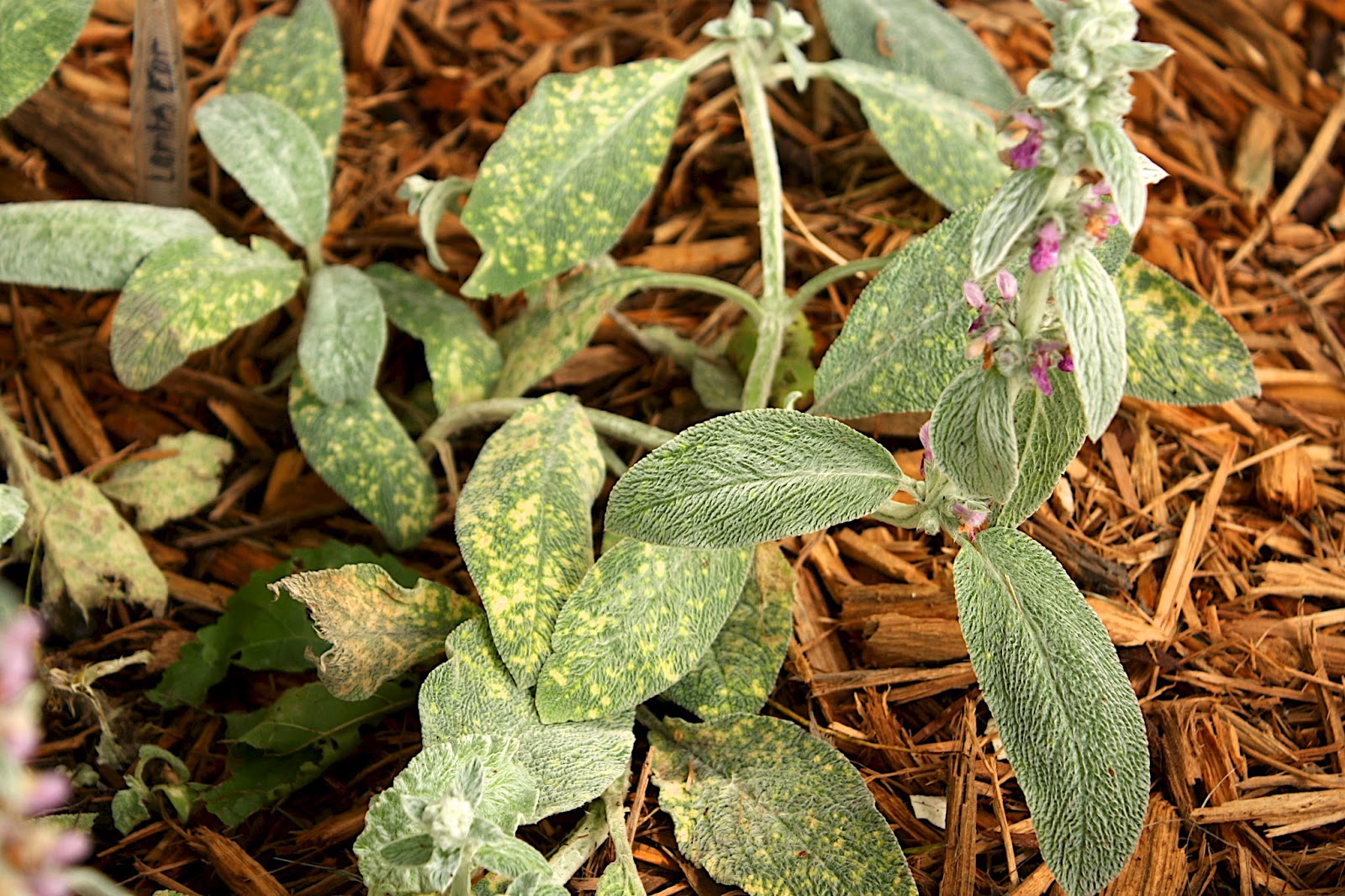 The Edgy Gardener Blog Lots of Changes this Spring Part 5 Shade Bed W