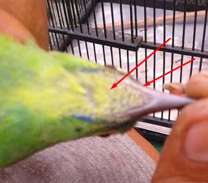 Ciri Ciri Akurat Burung Cucak Ijo Betina Dari Segi Fisik Paling