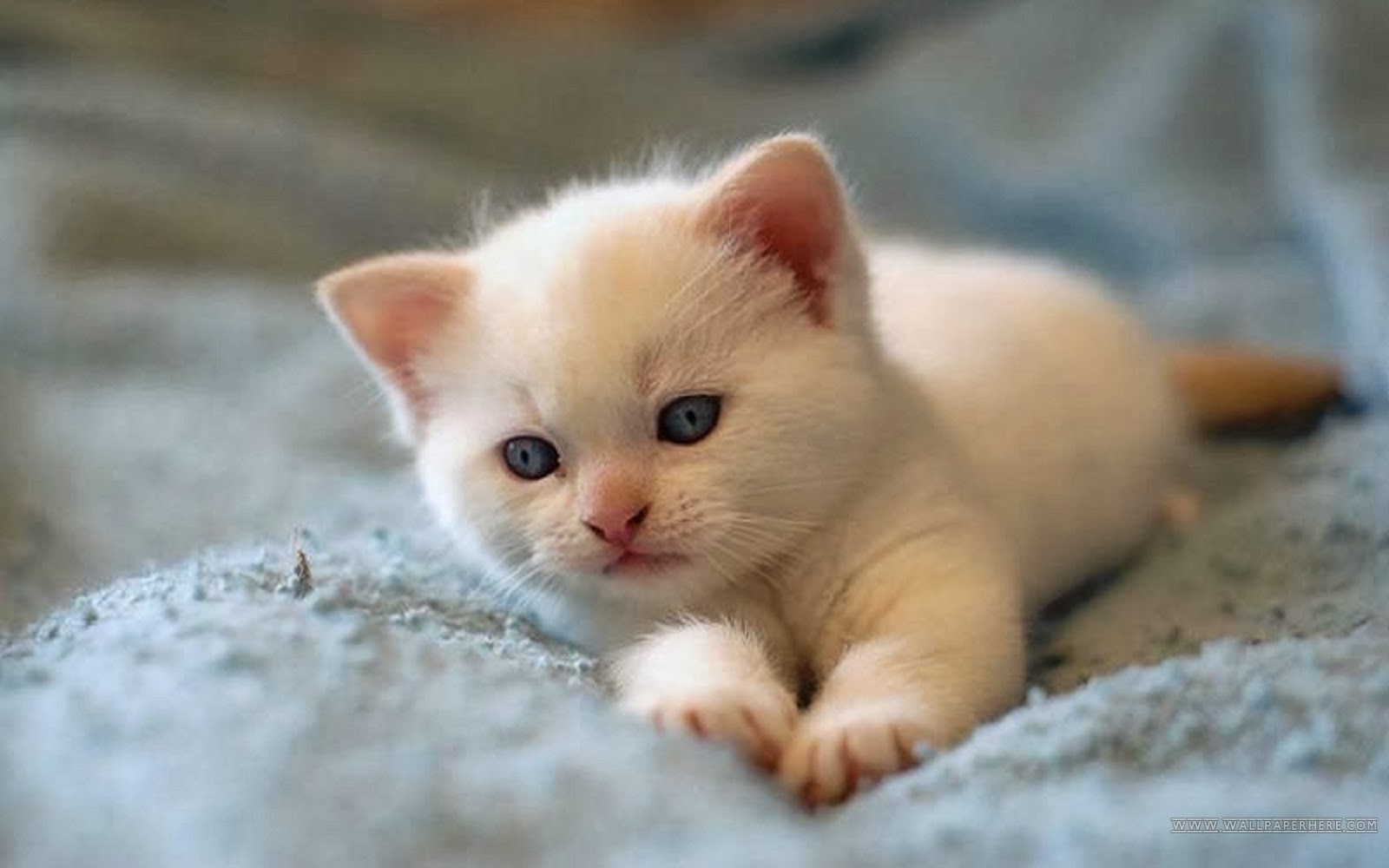 Cute White Little Cat |Cat Pictures