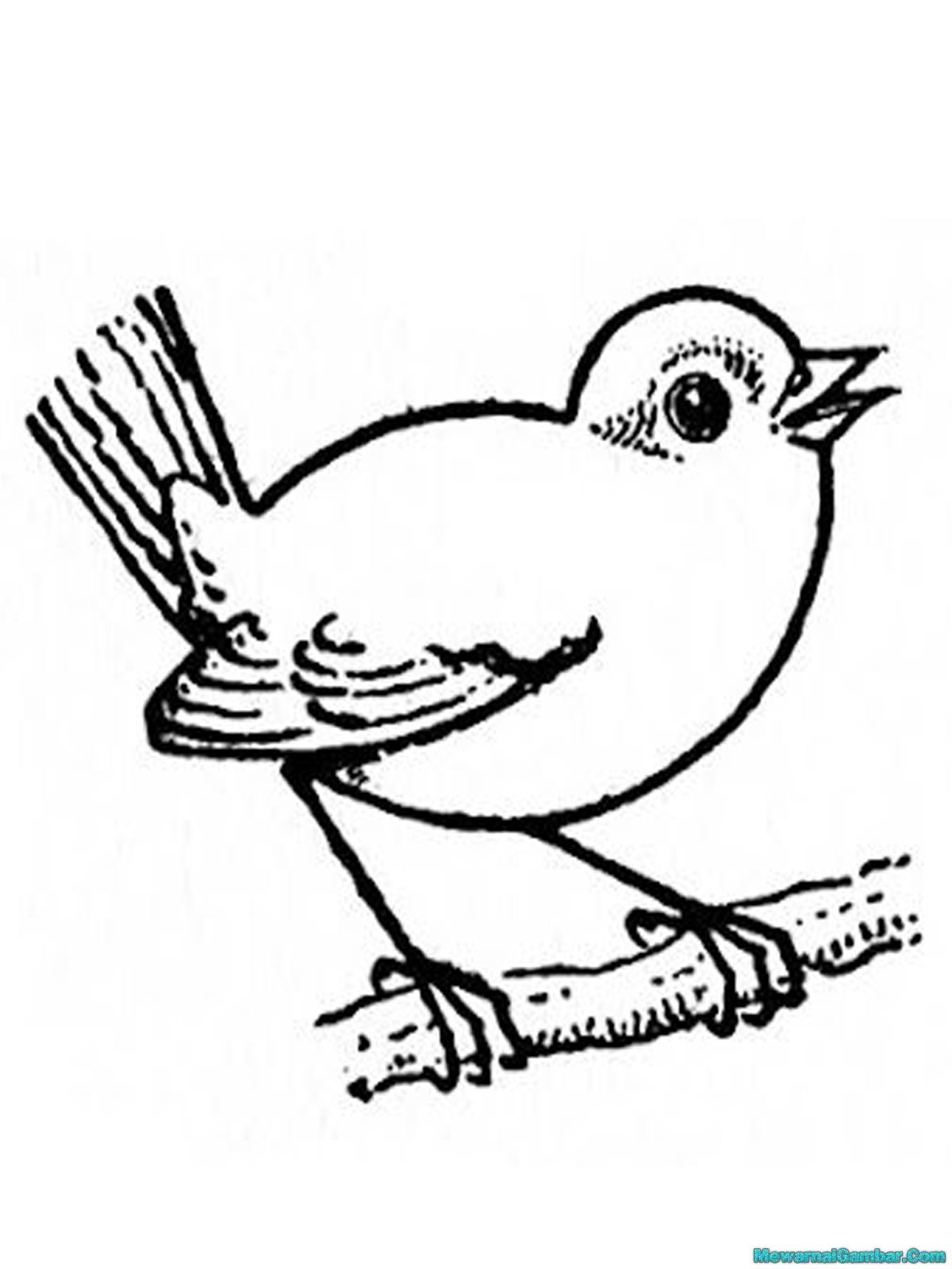 Mewarnai Gambar Burung Kakatua Coloring Q