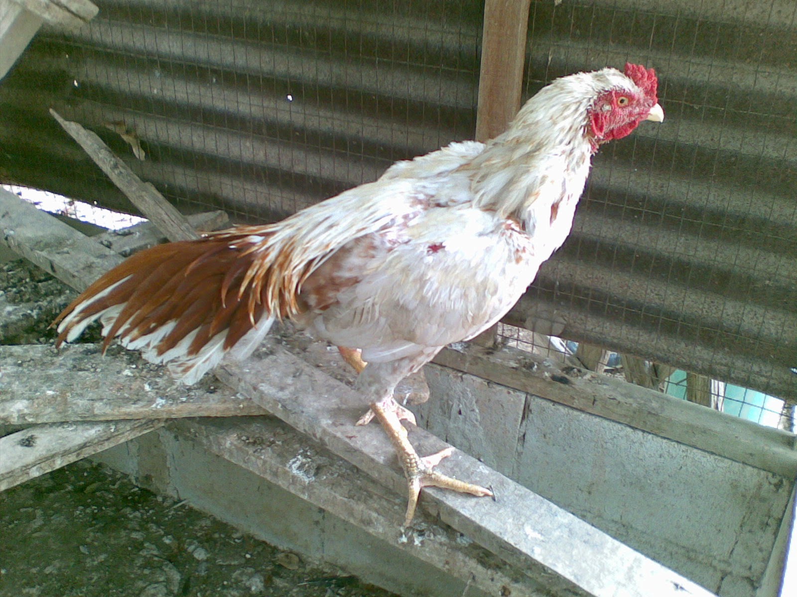 Ayam Siam Sabung Update Putih Gambar Jantan Muda Harga Rm175
