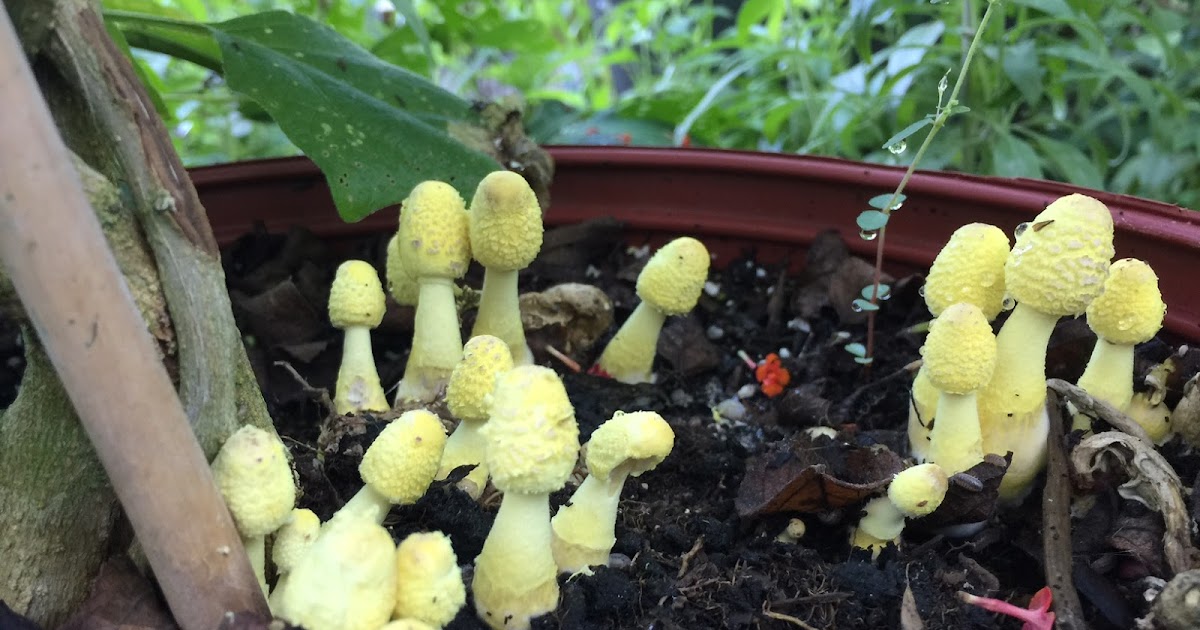 Springfield Plateau Yellow Mushrooms and Houseplants