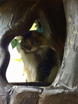 Hollow Cat Trees Hidden Hollow Cat Trees