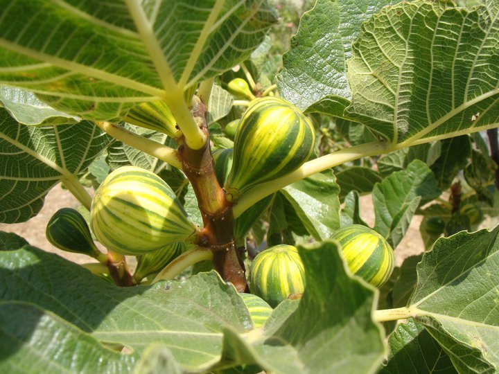 Supriyadi: Jenis Varietas Buah Tin