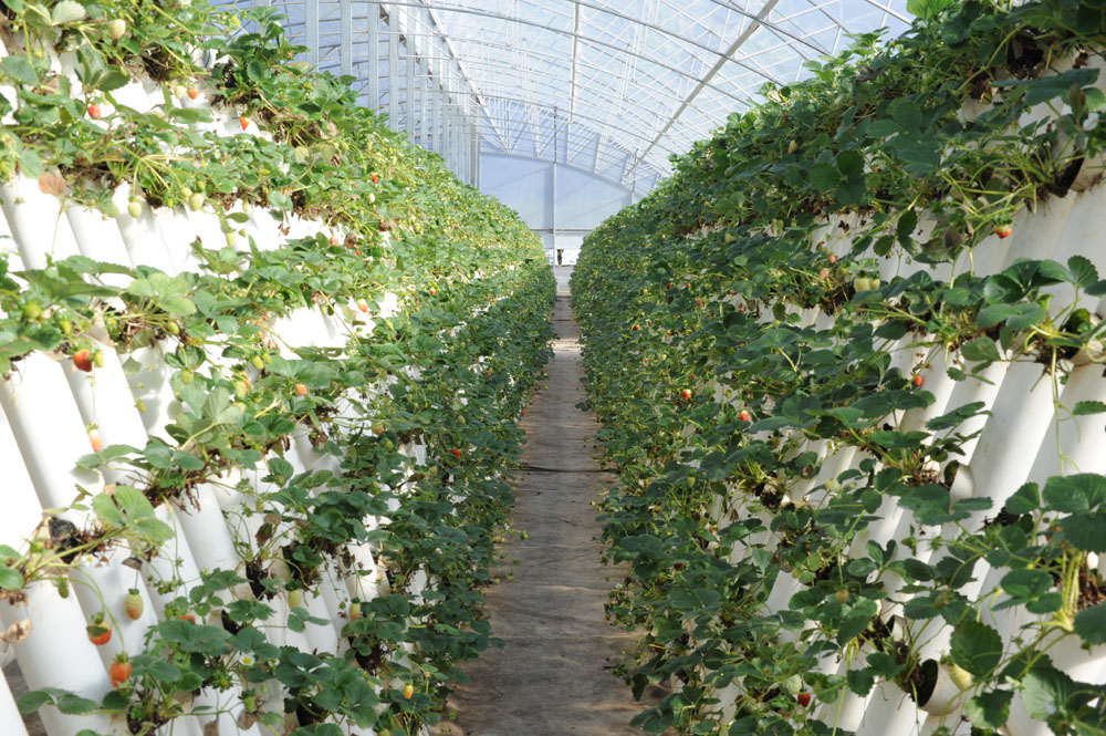 Wagon Wheel Ricardoes Tomatoes and Strawberry Farm, Port Macquarie