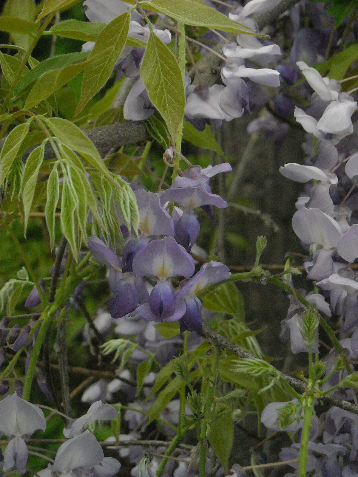 Plants & Places That "grape soda" smell means wisteria