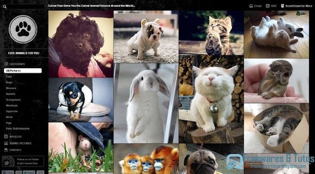 Le site du jour : CutestPaw, un site dédié aux photos d'animaux  originales et amusantes