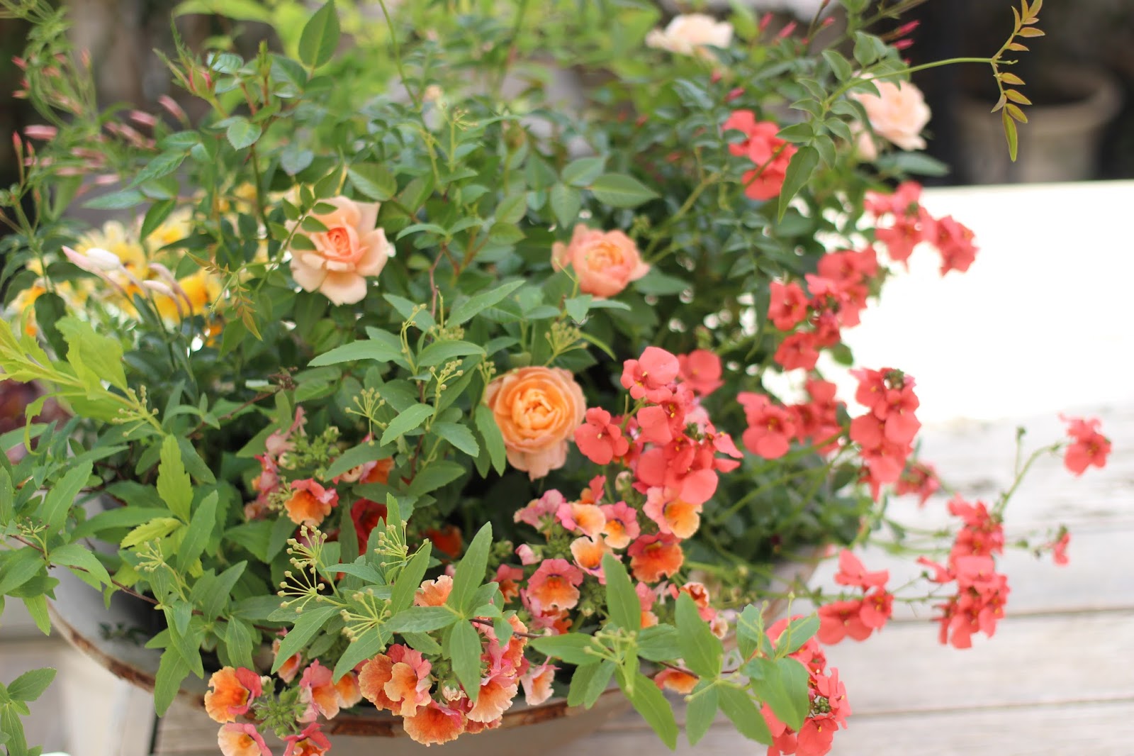 Atelierfeefee Mystyle ミニバラ苗 いかが