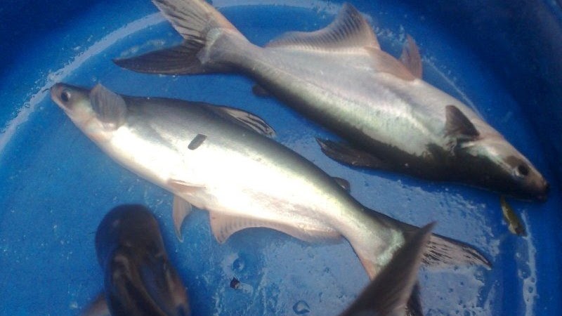 Budidaya Ikan Patin Agar Cepat Panen Untuk Pemula Budidaya Ikan Patin Agar Cepat Panen Untuk Pemula