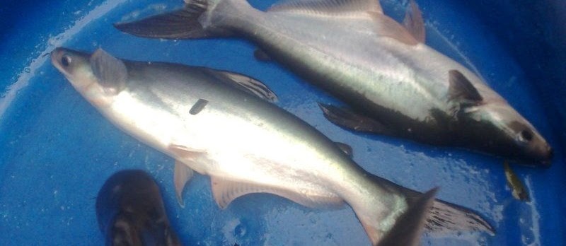 Budidaya Ikan Patin Agar Cepat Panen untuk Pemula