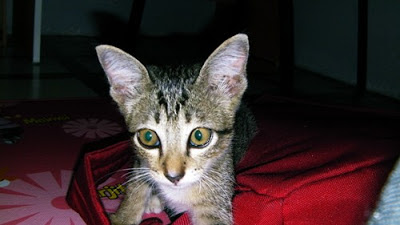 Anak kucing ini diberi nama Siti!
