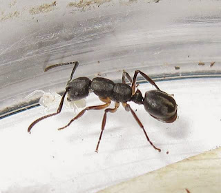 Echinopla ant