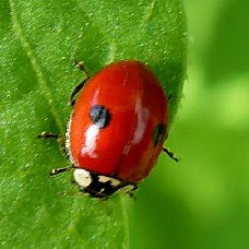 The Agricultural Landscape Ecology Lab: State insects!