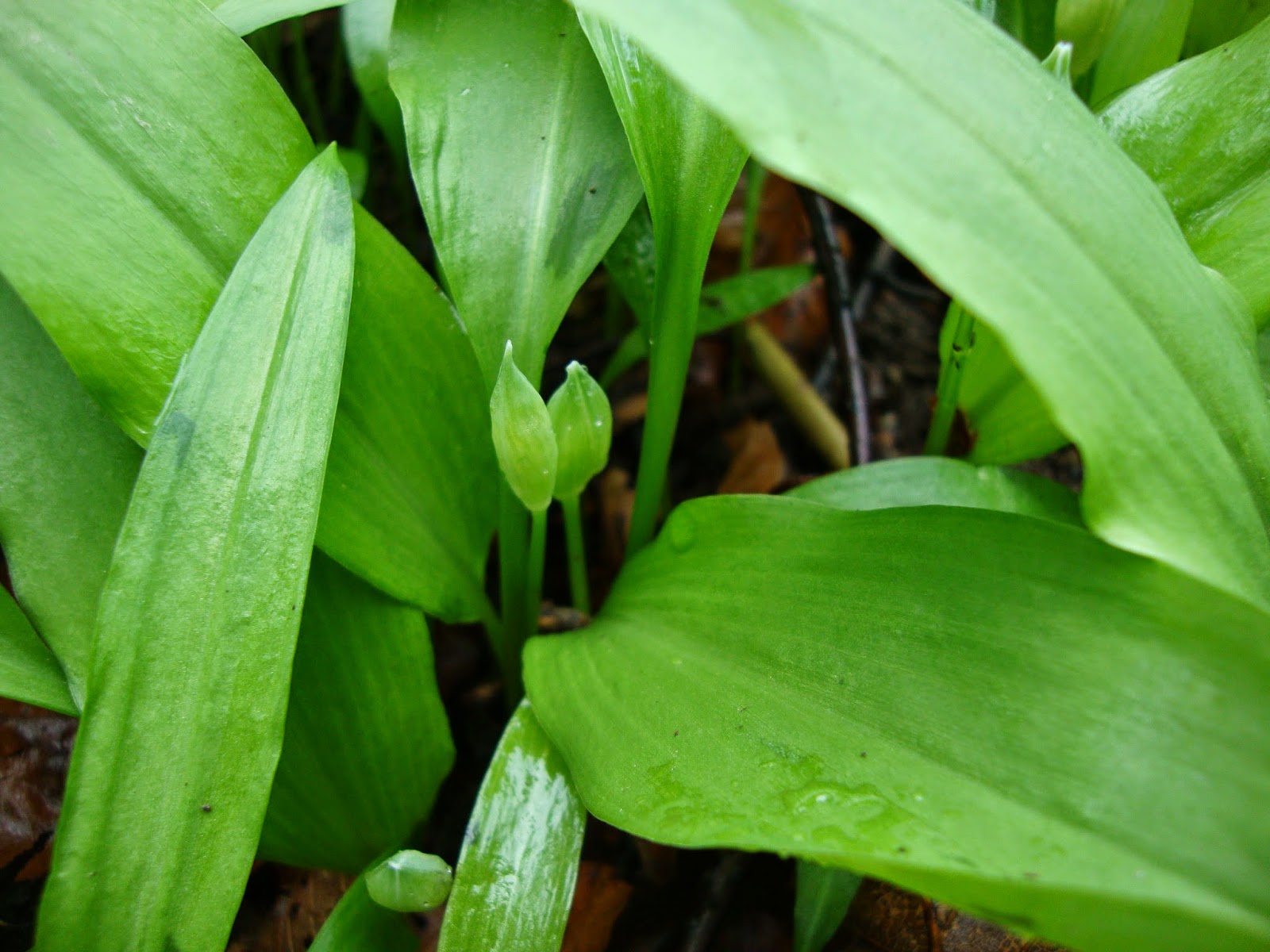 Cooketteria: Let&amp;#39;s get wild: Bärlauchbutter