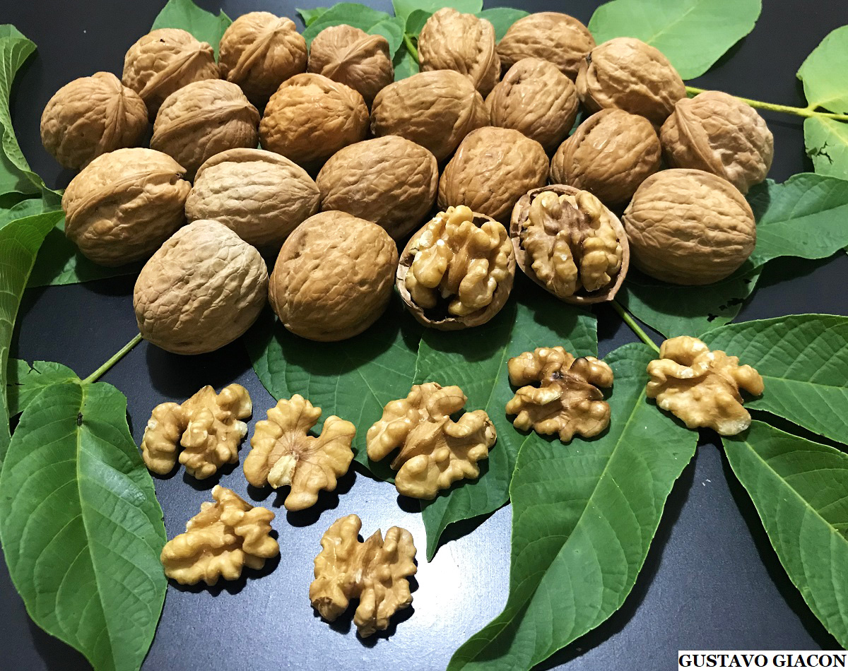 Viveiro Ciprest - Plantas Nativas e Exóticas: Noz Europeia ou Chilena