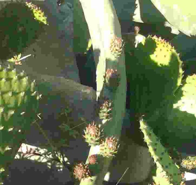 Φραγκοσυκιά - Opuntiaficus  indica - καλλιέργεια