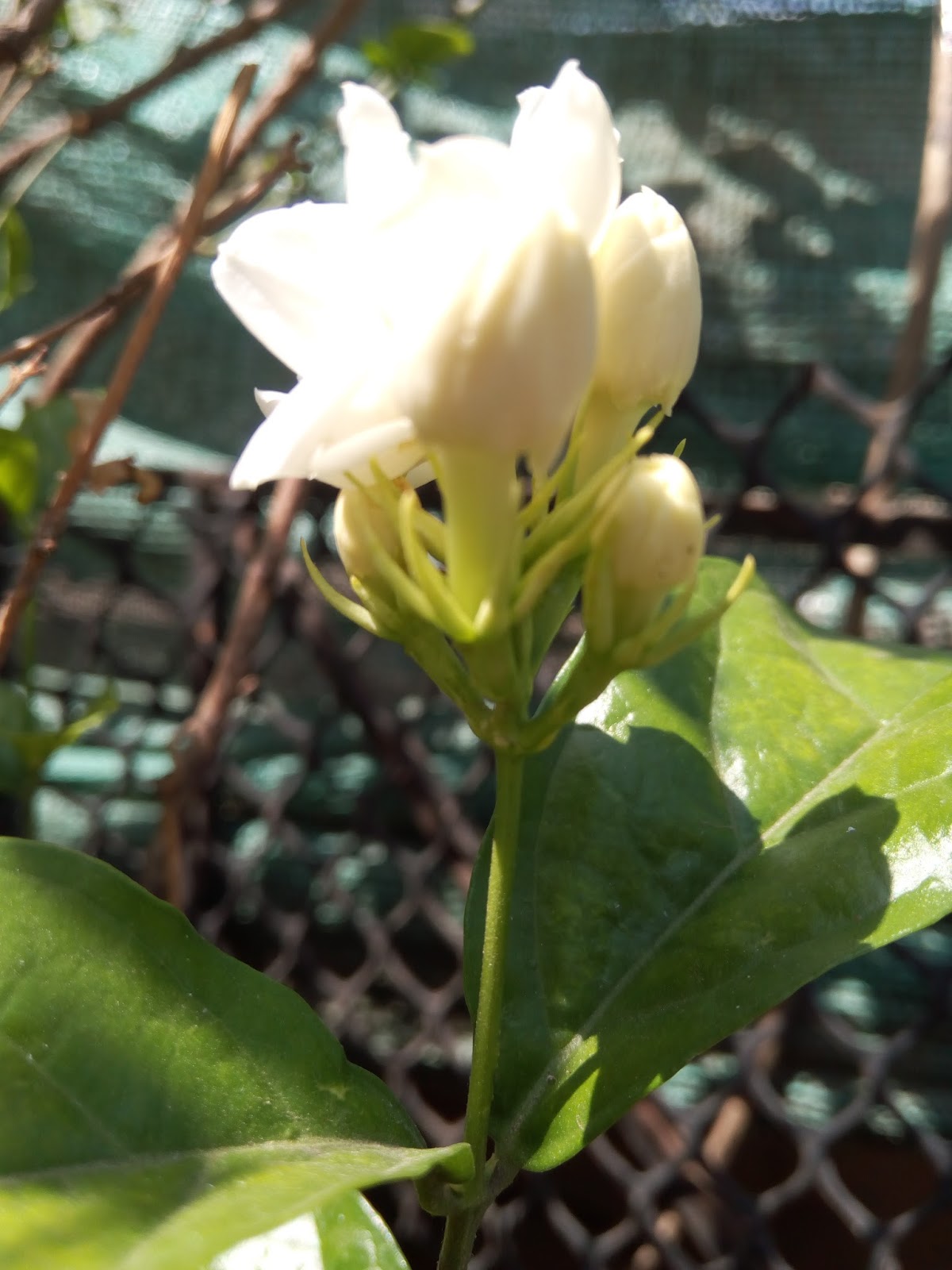 Garden Care Simplified Mogra Flowering Plants Summer Care for Keeping