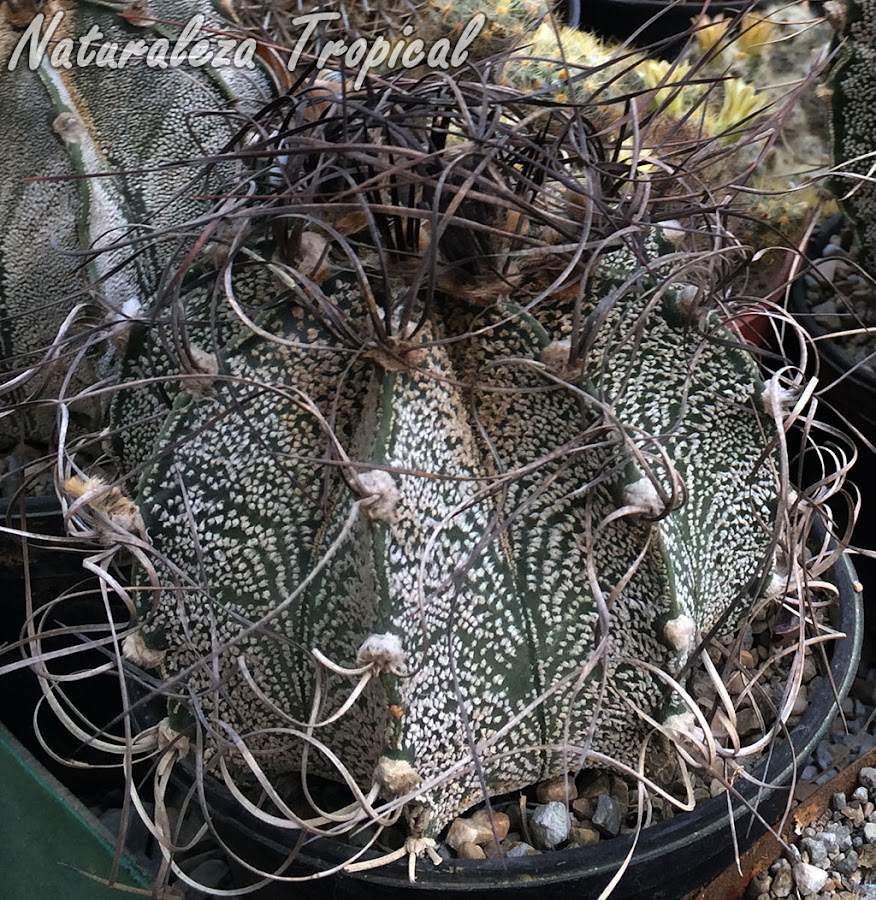 El Cactus Estropajo o Capricornio, Astrophytum capricorne