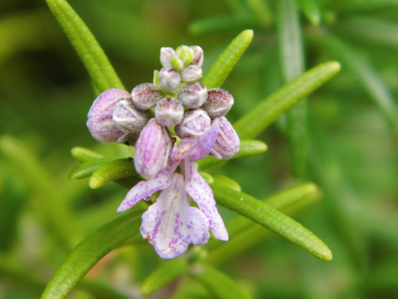 One Mother Hen Flowering Rosemary