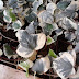 Plectranthus verticillatus 'variegata'