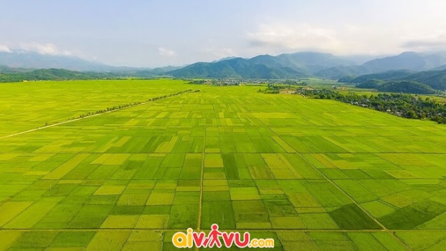 Chiêm ngưỡng cánh đồng Mường Thanh mỗi độ lúa chín Canh-dong-muong-thanh-khi-cay-lua-tro-bong