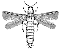 Ordo Thysanoptera Ordo Thysanoptera