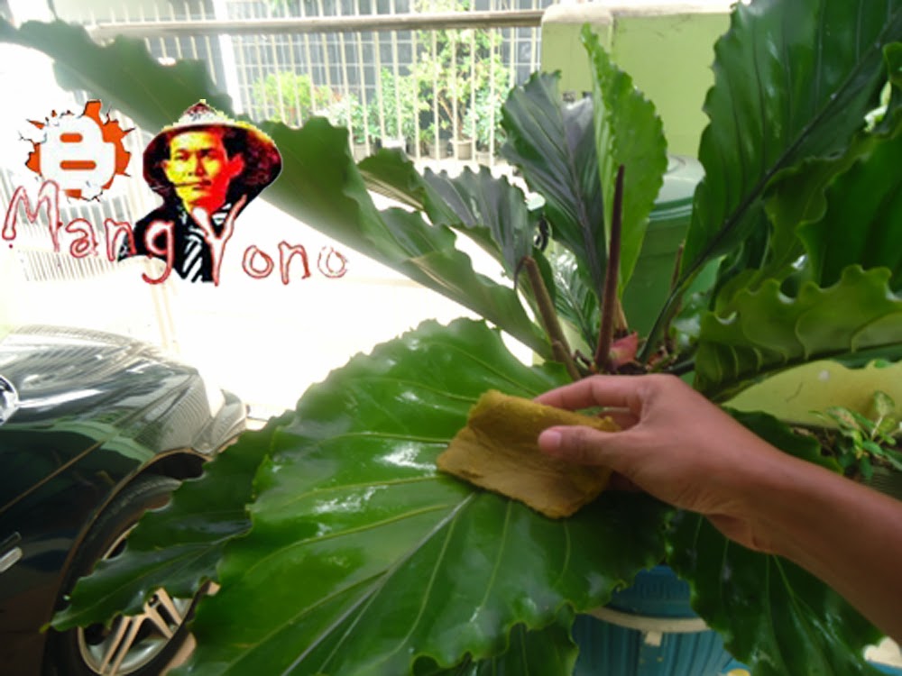 Get Gelombang Cinta Bunga Anthurium PNG