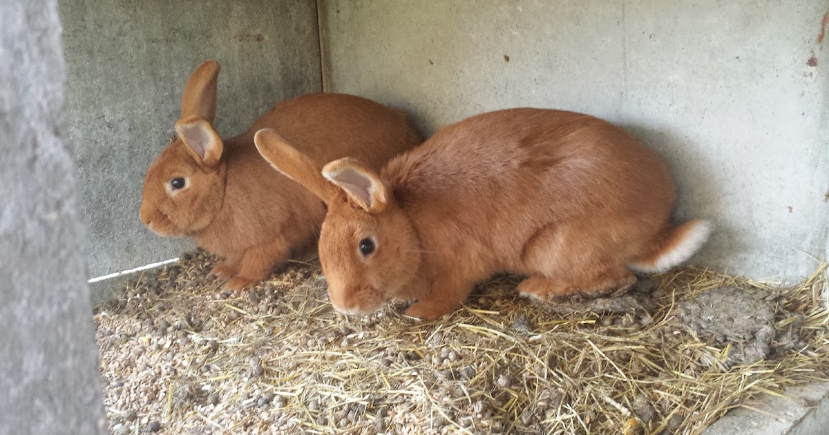 Ma bassecour familiale Nos lapins Fauve de Bourgogne Ma bassecour familiale Nos lapins Fauve de Bourgogne