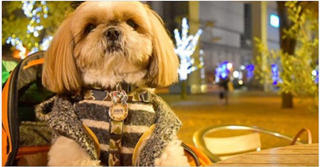 8 frutas e legumes que são venenosos para o seu shih tzu