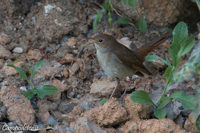 Rossinyol (Luscinia megarhynchos)