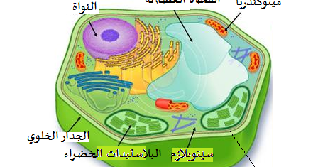 على خلوي تحتوي الخلية النباتية جدار تحتوي الخلية
