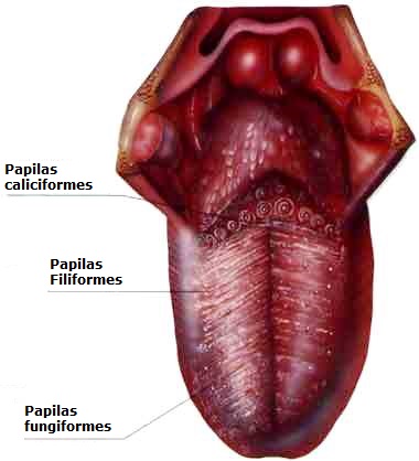 Lengua Imagen de la lengua humana y sus papilas