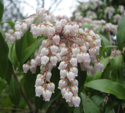 The Lents Farmer Today S Favorite Plant Pieris