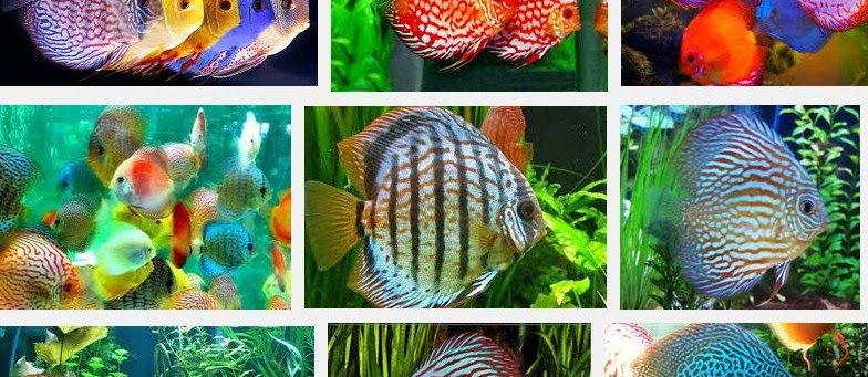 Harga Ikan Discus Anakan, Kecil, dan Murah