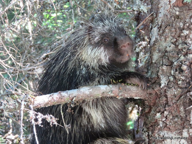 Porcupine at the Mendenhall Glacier