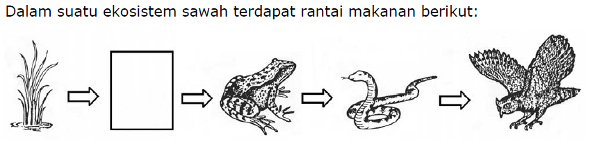 Contoh Soal Rantai Makanan Aneka Contoh Contoh Soal Rantai Makanan Aneka Contoh