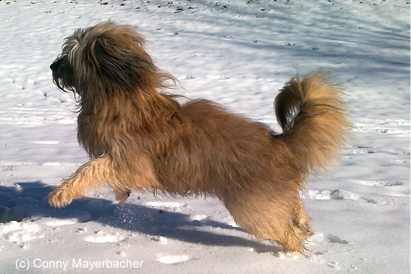 Nachgefragt Wie bekomme ich einen entspannten Hund? Hundeblog My