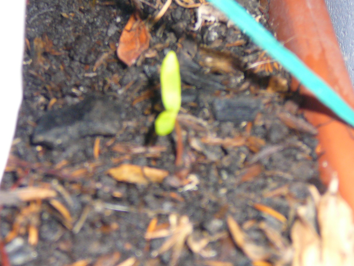 Arce Bonsai Bogotá: Estratificación semillas Arce Japonés