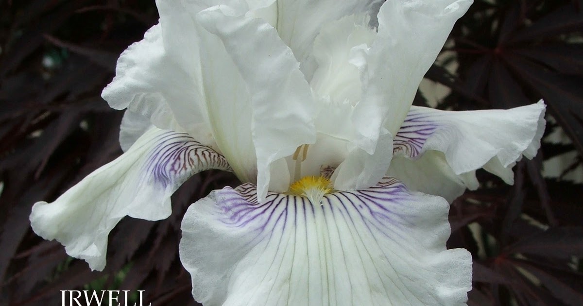 New Zealand Tall Bearded Iris &ldquo;IRWELL FESTIVE LOVE&rdquo; ~ HERITAGE IRISES