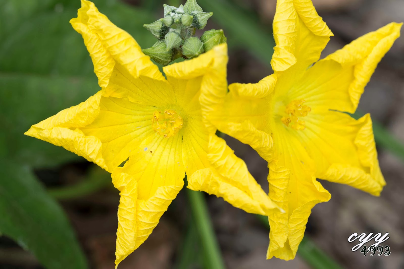 cyy4993 Melon Flower [Cucurbitaceae]