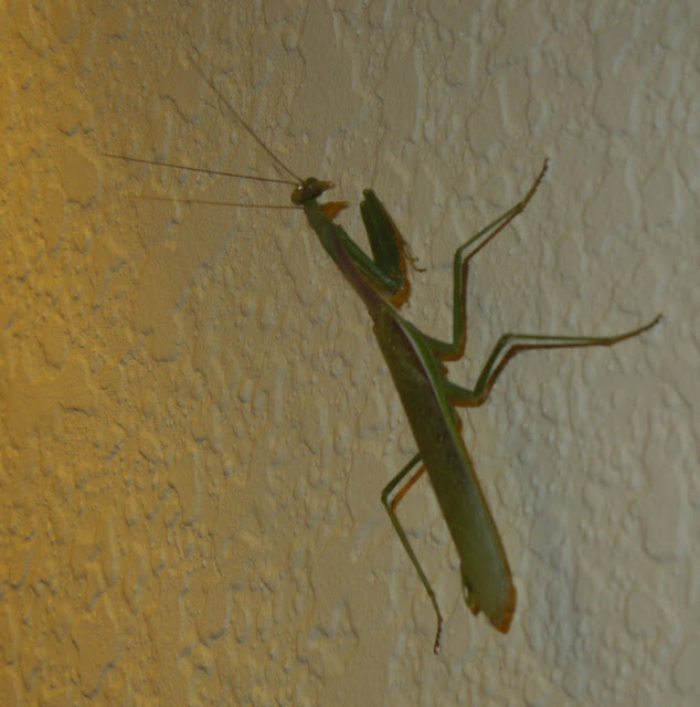 Praying Mantis on My Wall, ©B. Radisavljevic