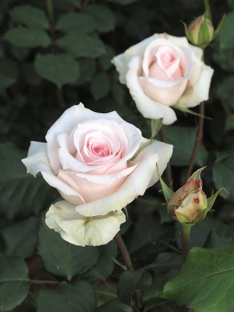 En el jardin: muchas rosas y algunos problemas