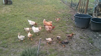Feed time for chicken- volunteer work