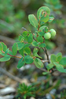 Small blueberry bush with unripe green berries.