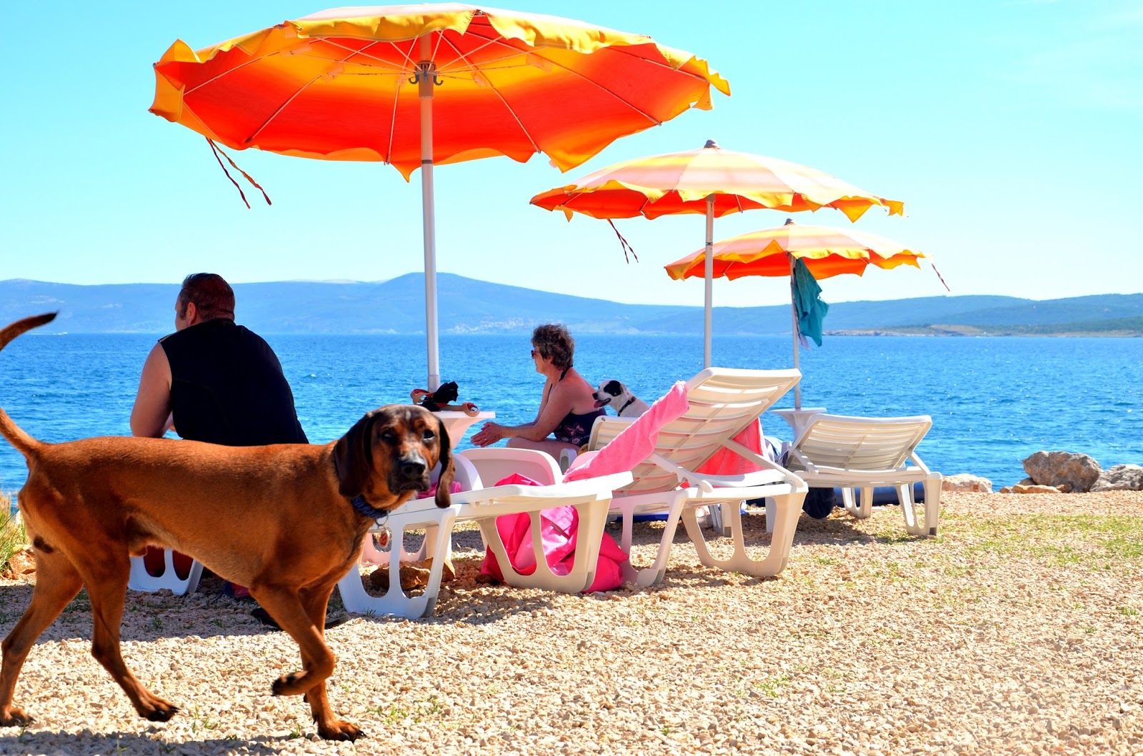 My sweet valentine Luxury beach for dogs opens in Croatia!