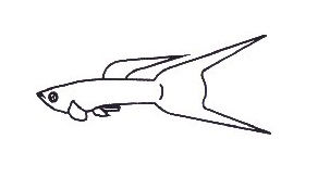 Ikan Guppy Double Swordtail Gambar Ikan Guppy Double Swordtail