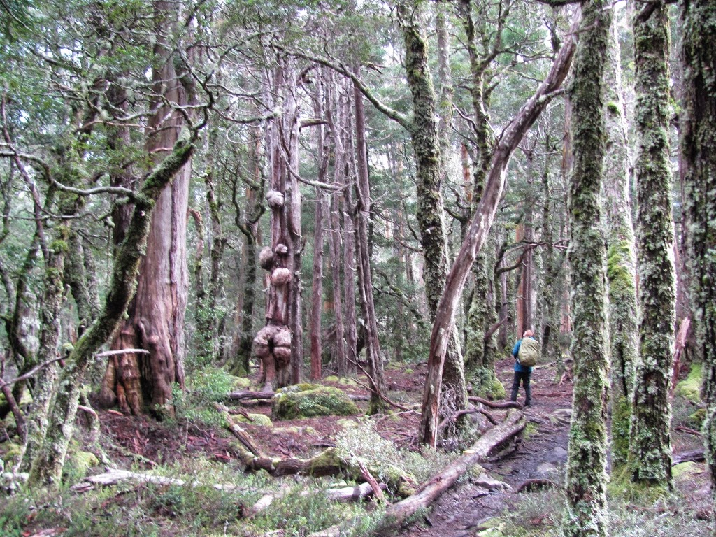 Windy Ridge Hut M&M Smith: TASMANIA : DAY 5 : OVERLAND TRACK : Kia Ora Hut to Windy ...