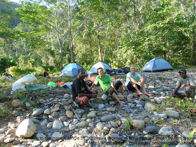 Birdwatching, hiking and camping in West Papua's forest